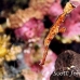 pipefish_ghost_thin_mid_h_0705_png1369.jpg